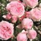 Famous Roses